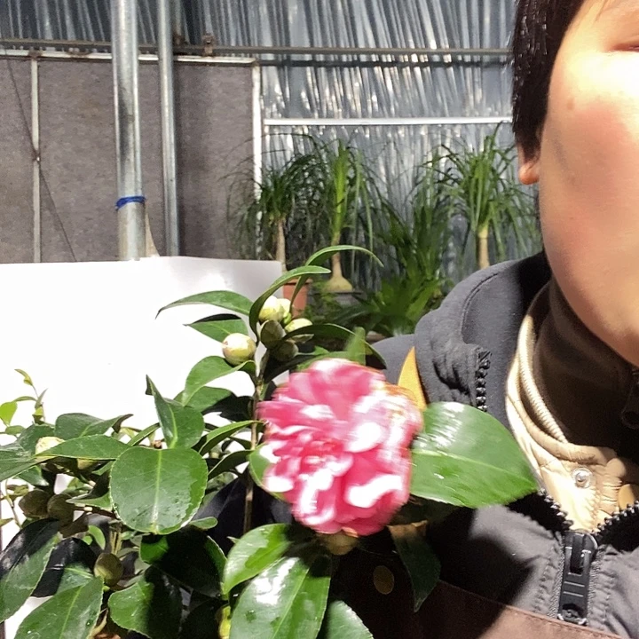 完全开放小红玉，茶梅，冻坏不赔19的