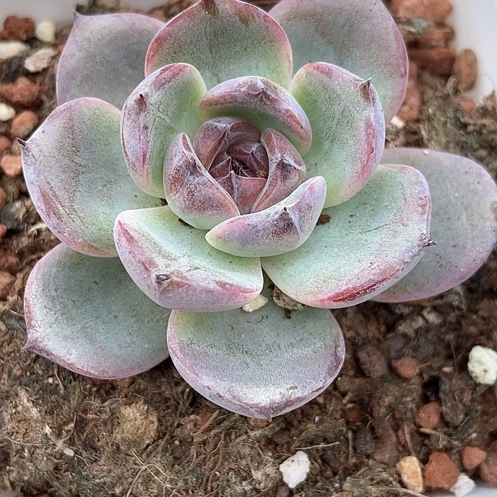 多肉植物黑橙a121