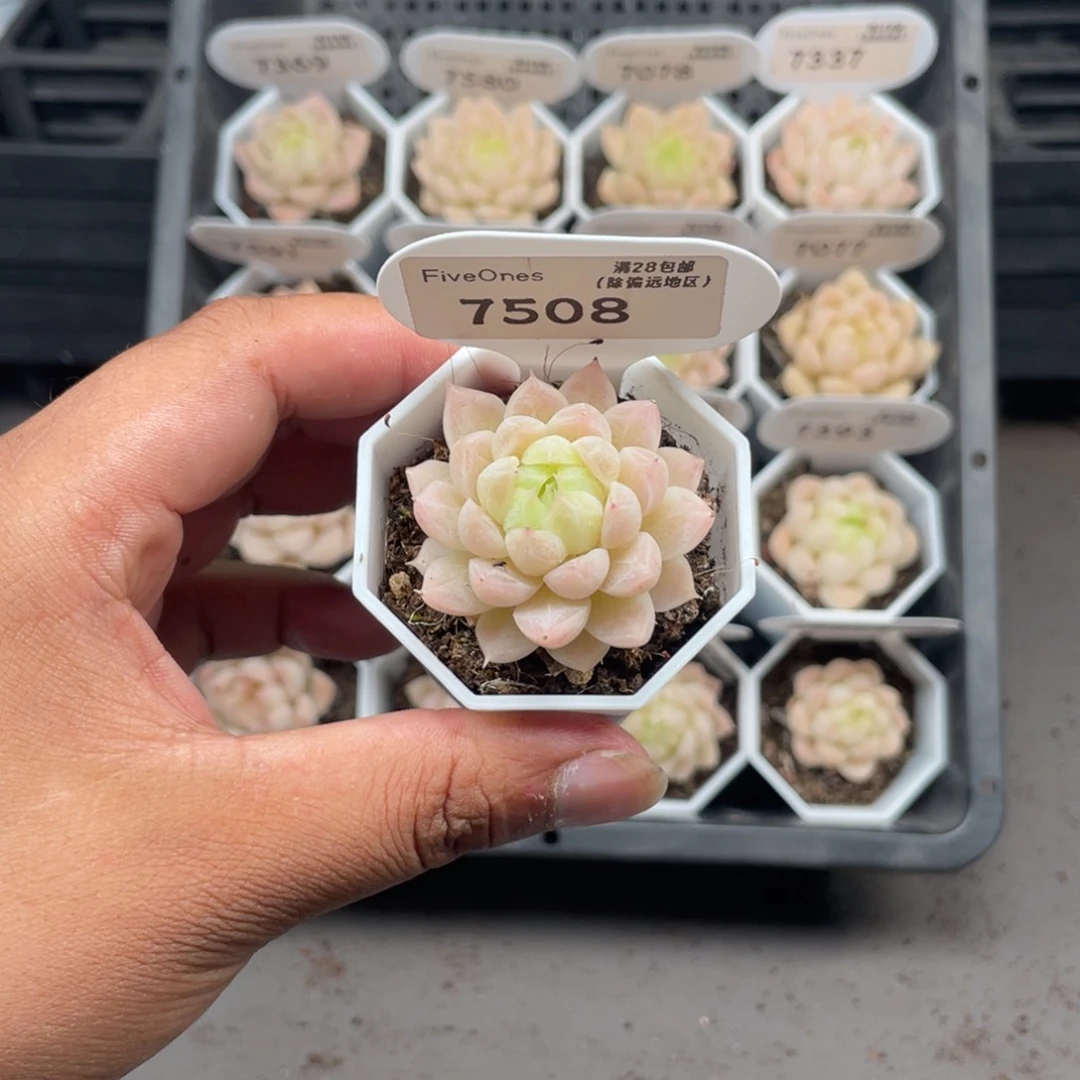 7508 麦秆3.5厘米