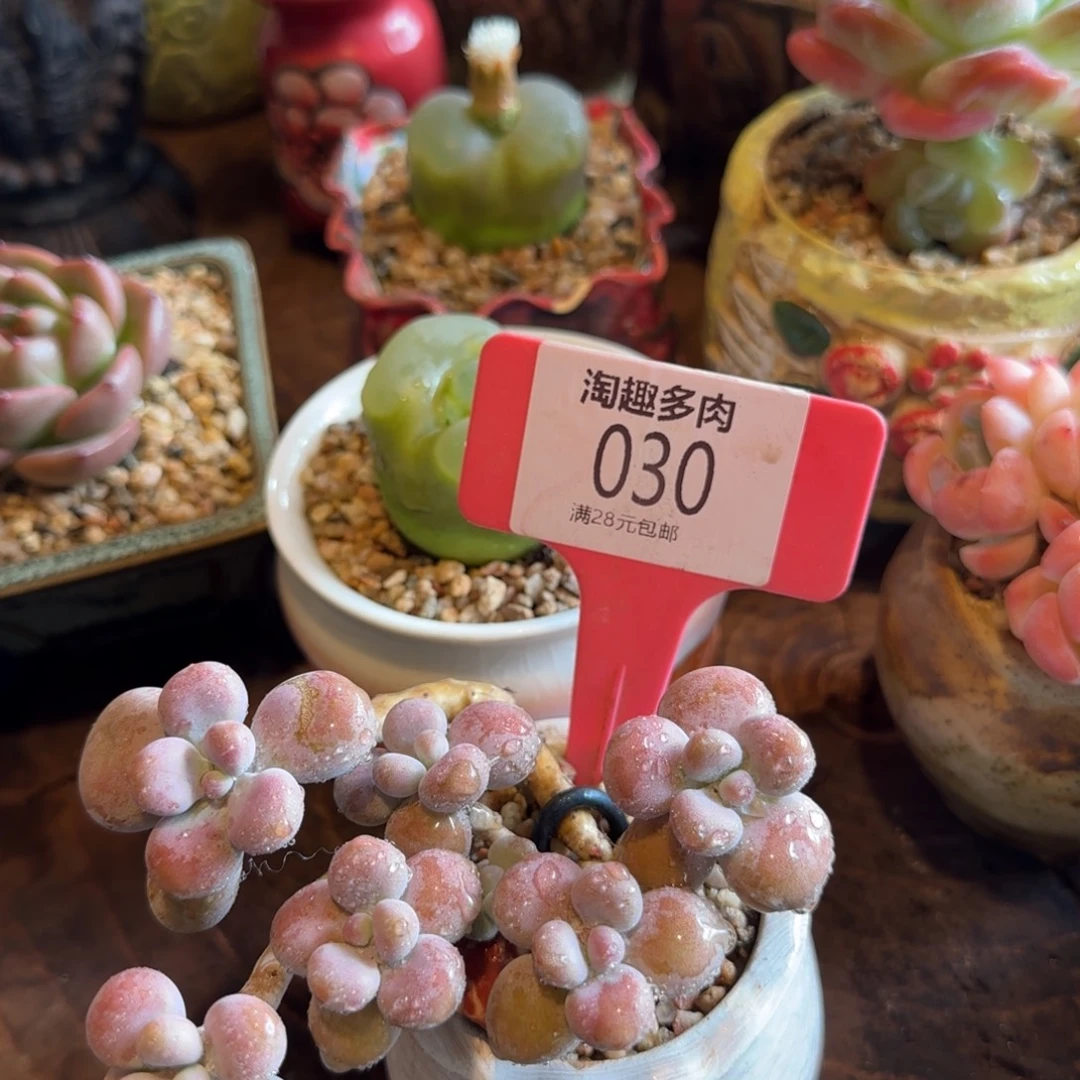 ****蒂多肉植物水蒸淘蛋淘蛋求