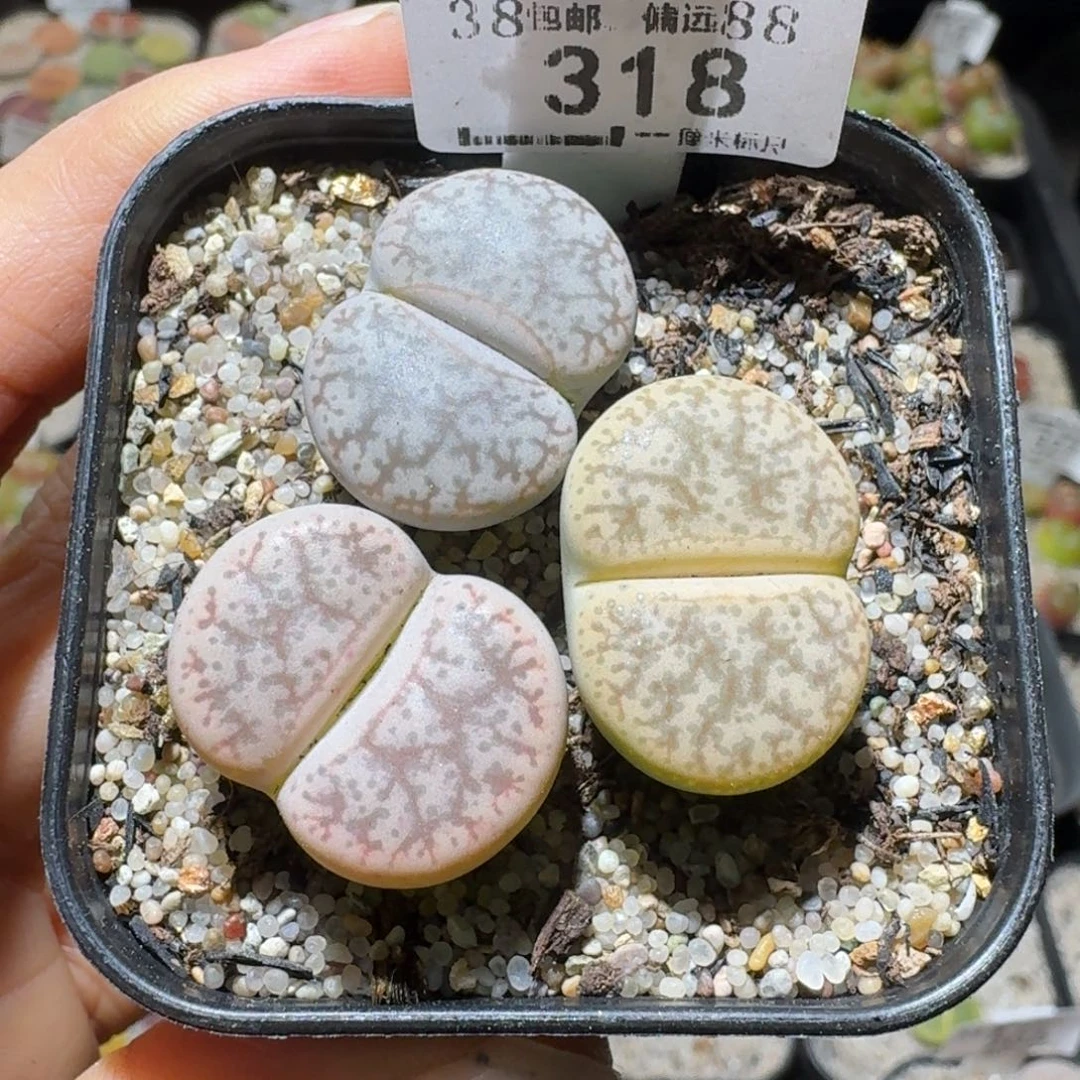 Sss新年福利啦318