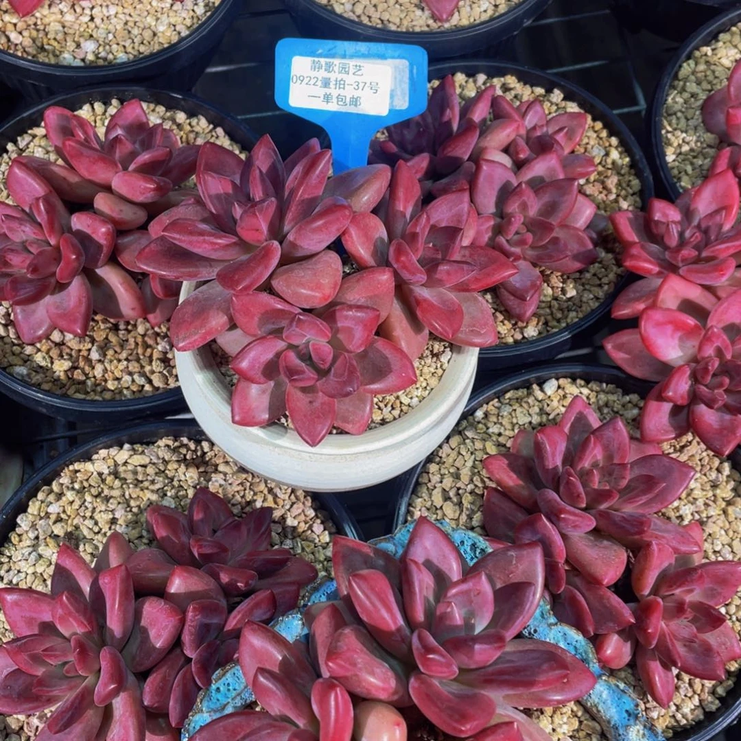 0922-37-赫菲斯托老桩大群生一颗
