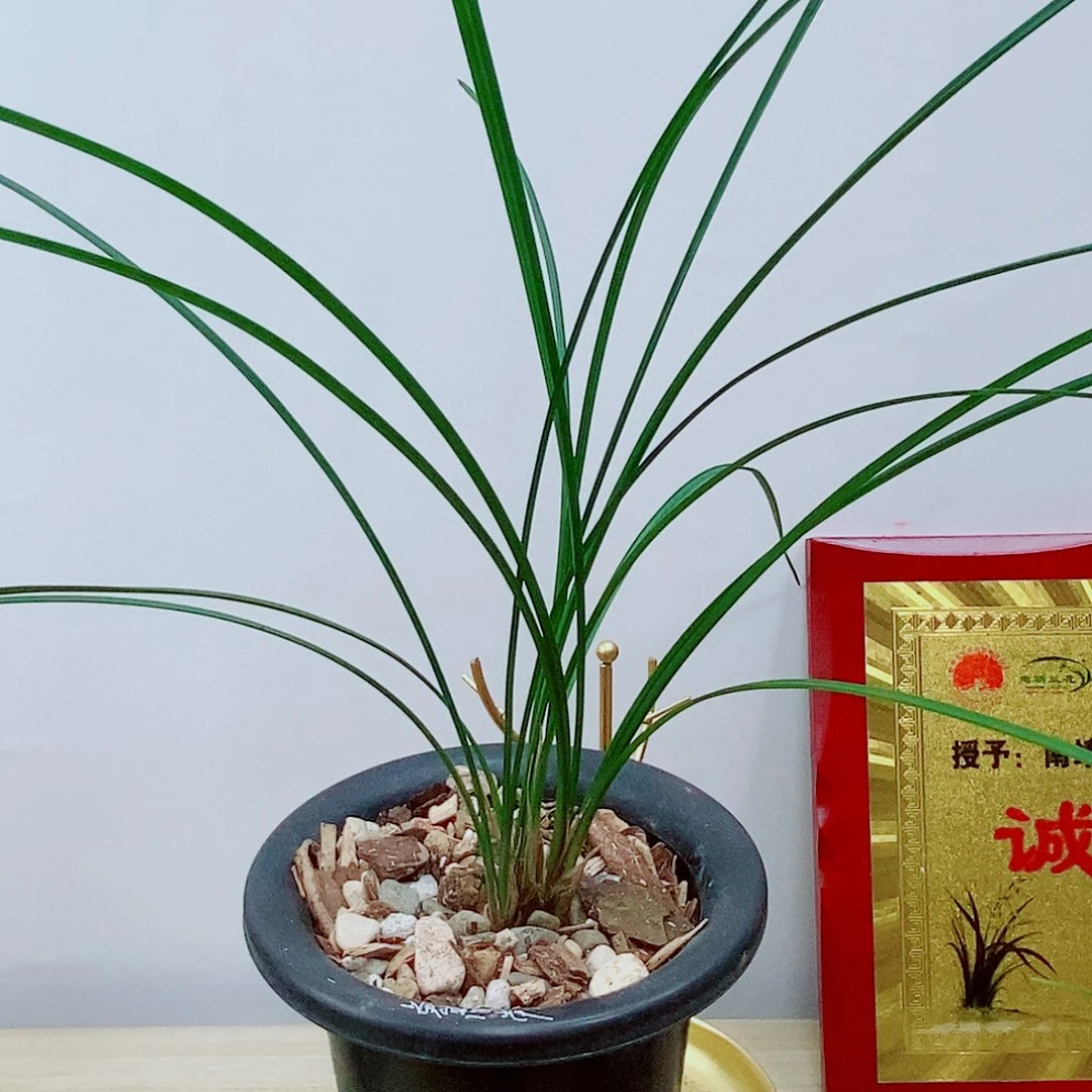 当前无花栽培后可以开花黄金