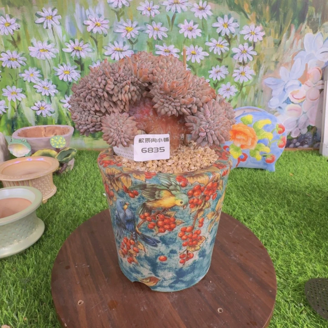 到***底多肉植物橙梦露缀化6835