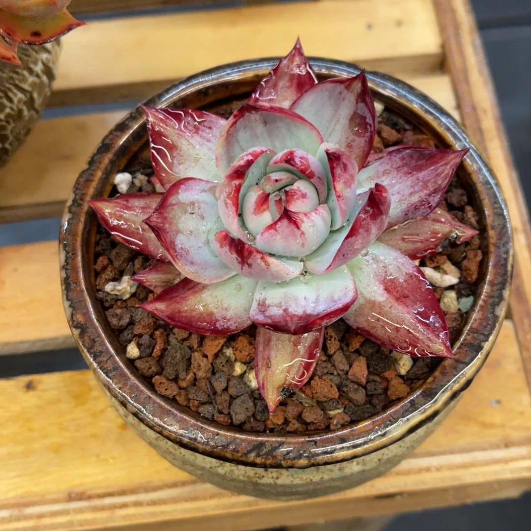 醉**-377337378338383883