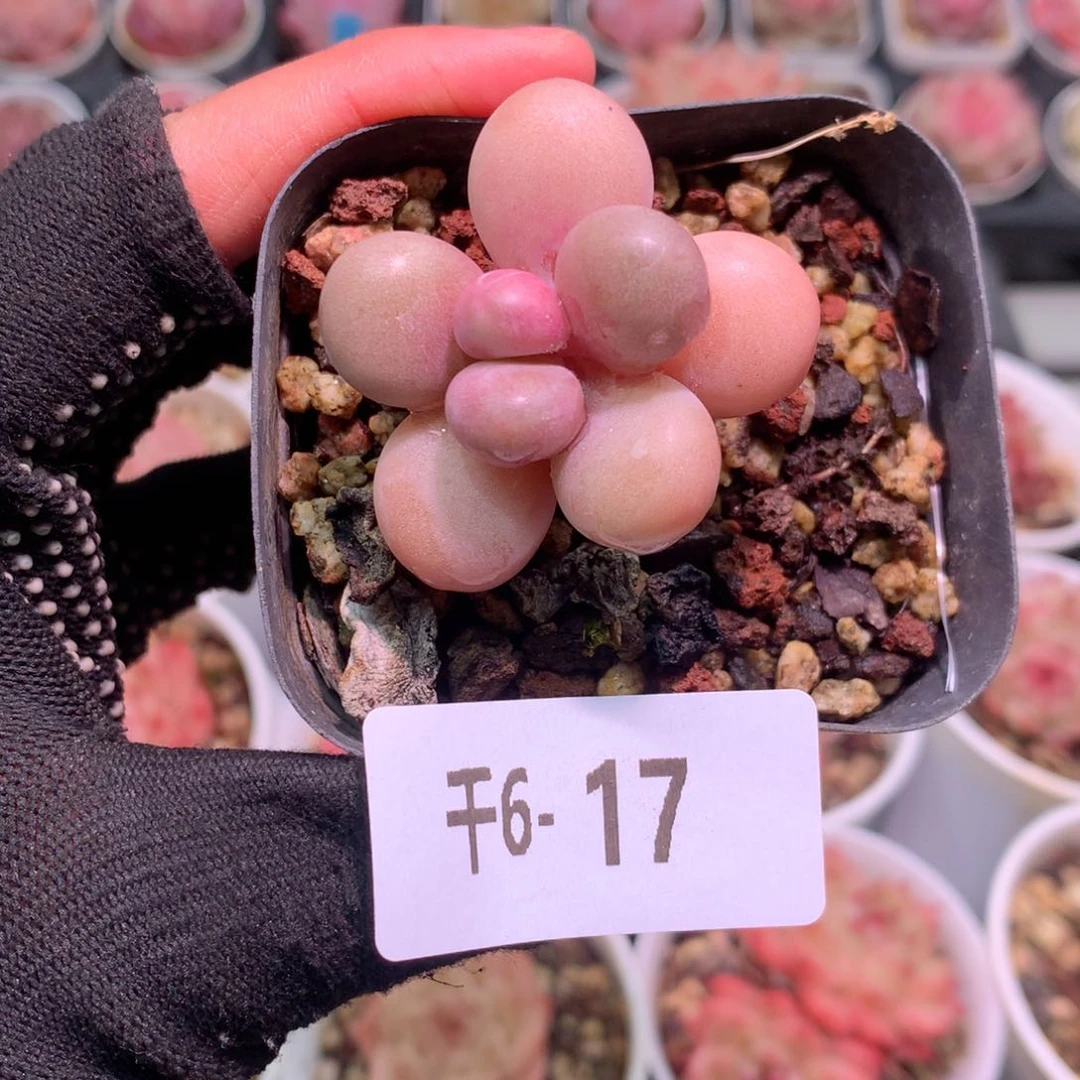 千6-17 桃蛋默认脱土
