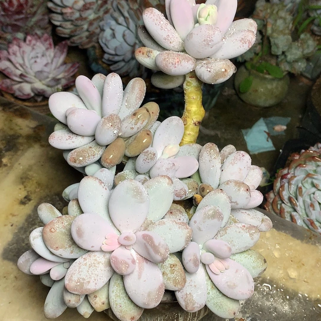橙雪球一物一拍14-28