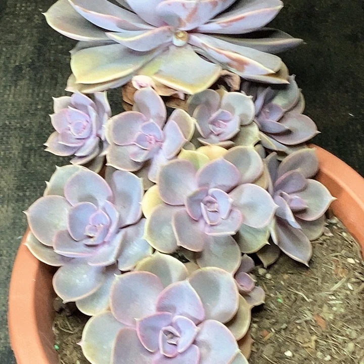 唐****啦紫珍珠多肉植物