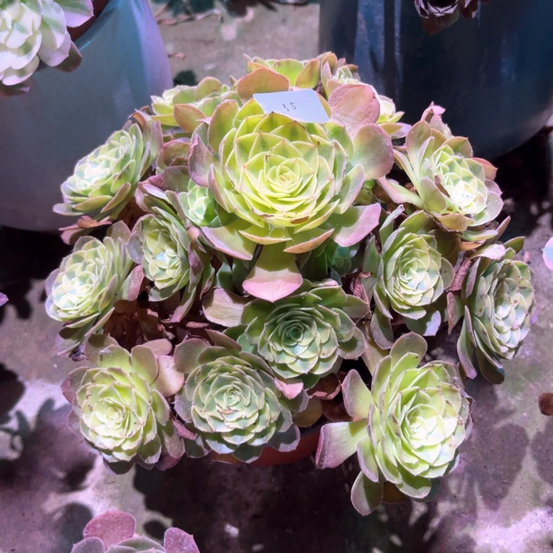 多肉植物雨和0035