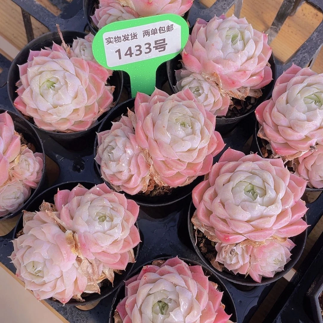 1433号 白月光双头一个