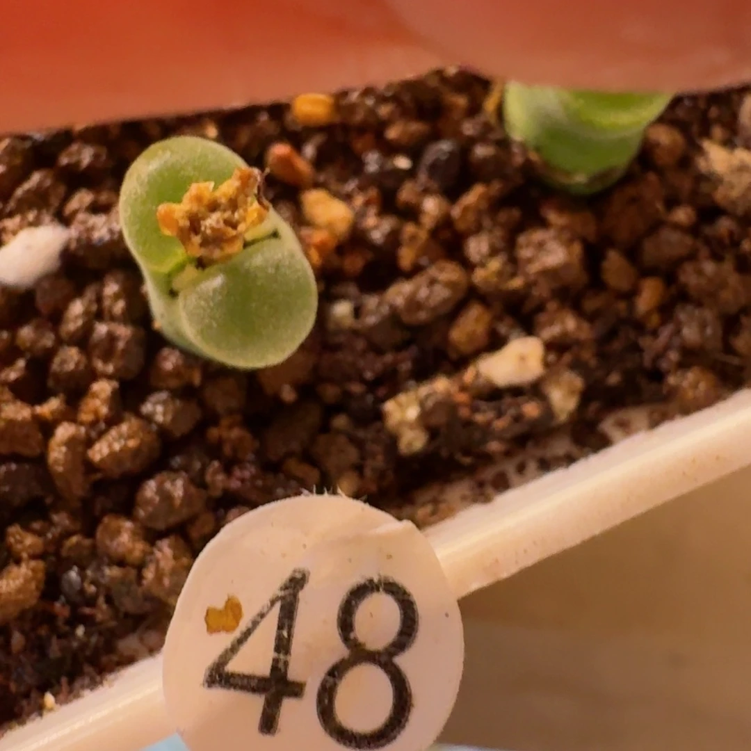 ?****?48.......多肉....