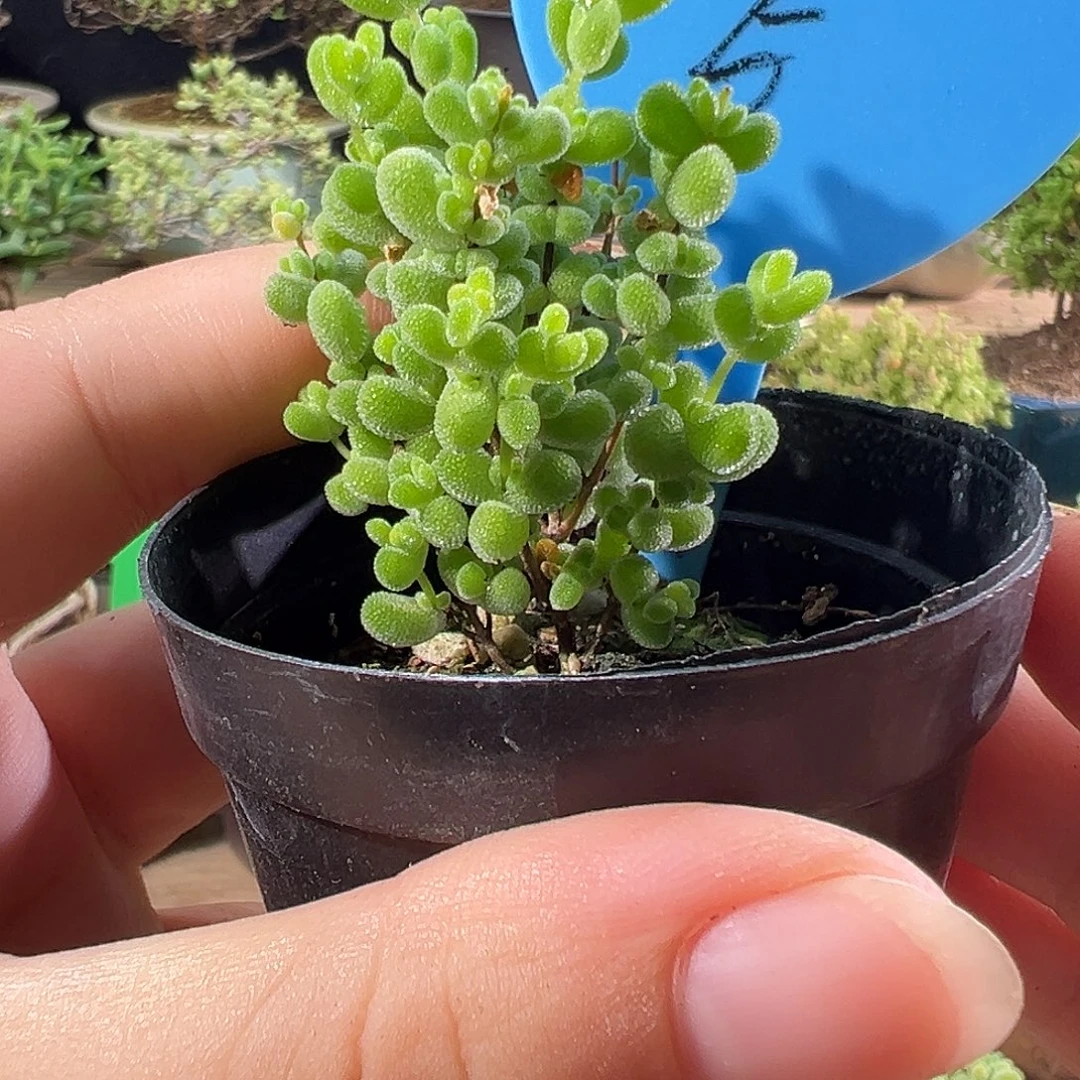 5号 薄荷莱斯新品精致小造型