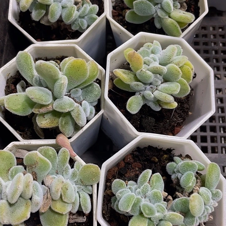 雪晃星缀化带盆土发