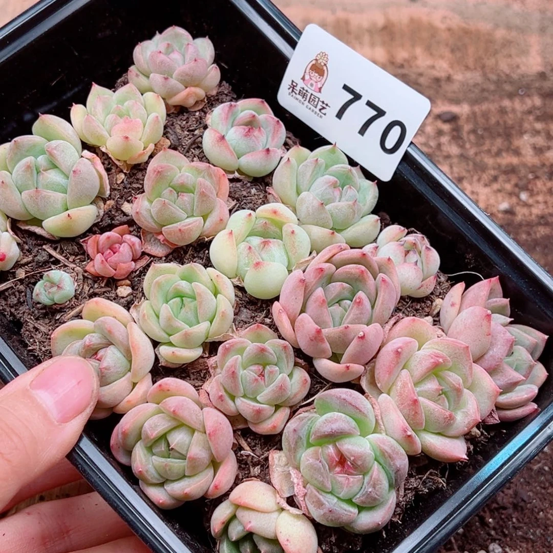 当前无花朵，栽培后可花朵