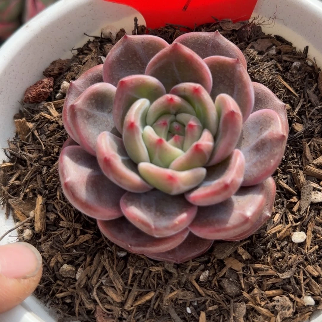 夜魔侠惊鸿一物一拍包装收缩花旱101