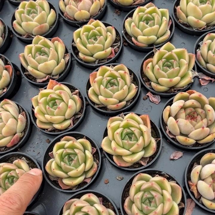 韩国钻石一颗量拍多肉满20包邮初7发