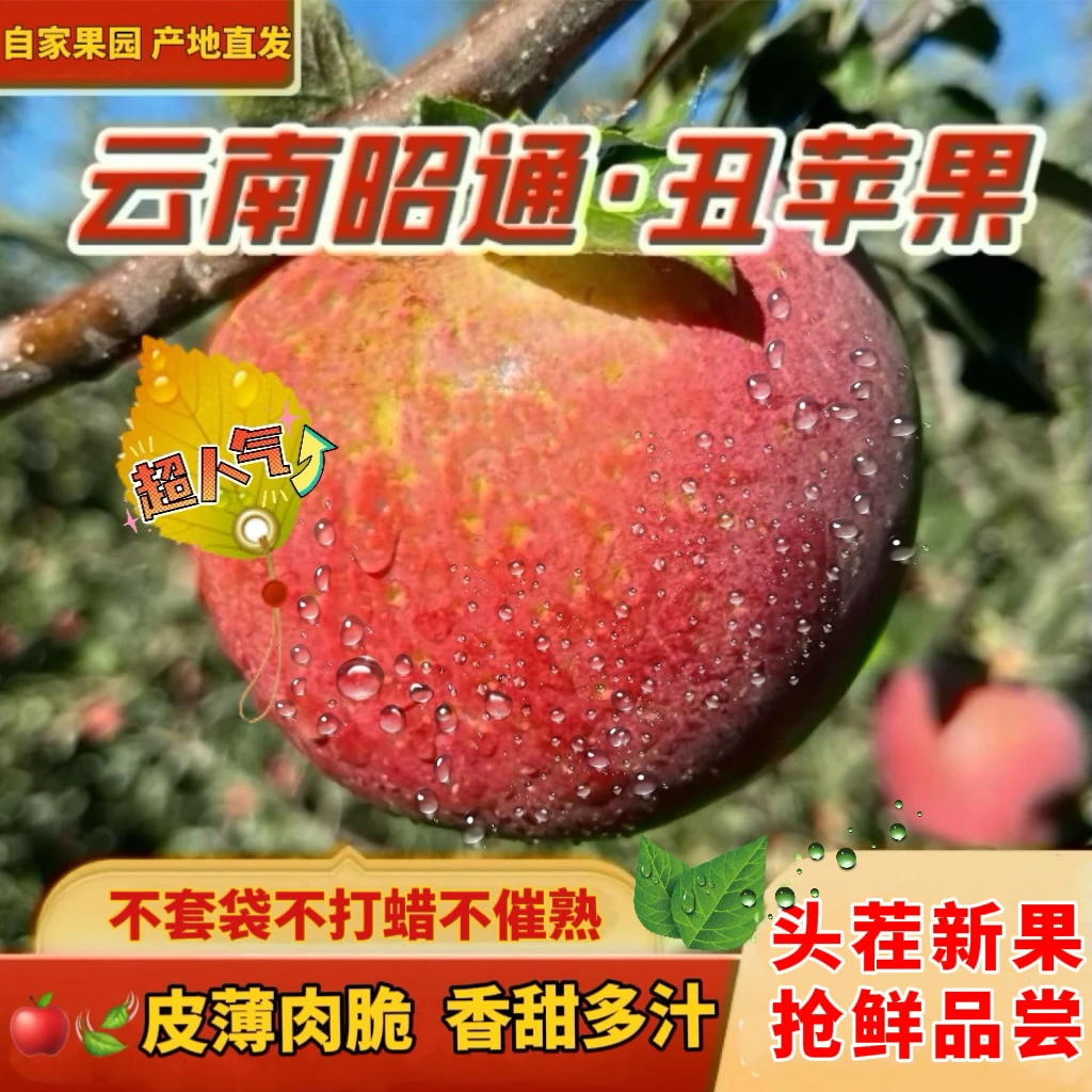 云南特产昭通苹果华硕新鲜水果脆甜高原丑苹果营养多汁现摘现发