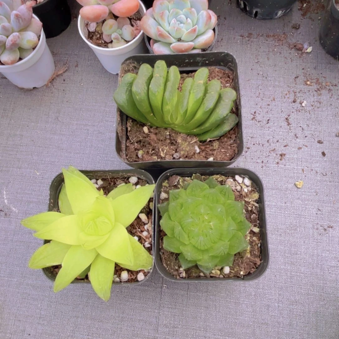 邵*首玉扇 黄金 樱水晶