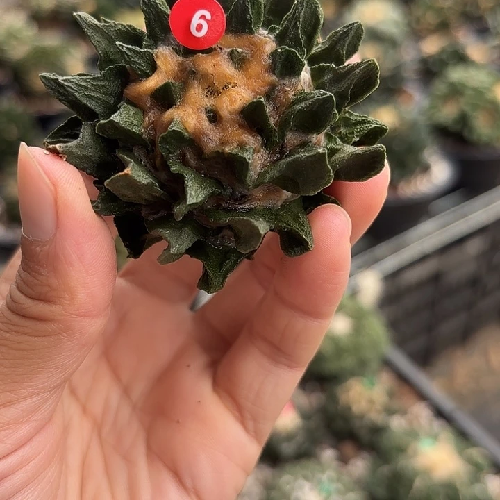 苗接落地仙人球（有根）6
