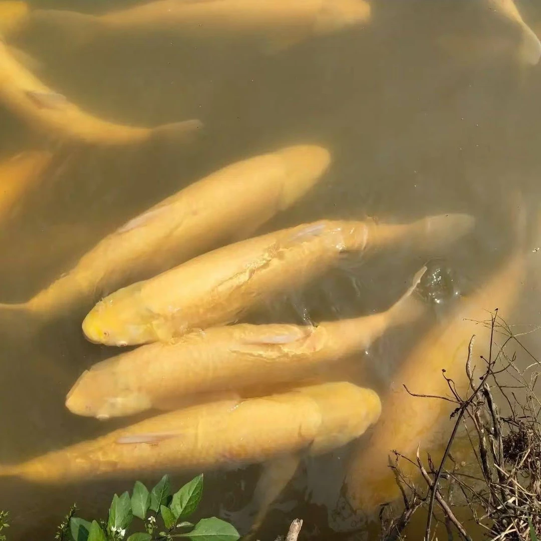 俄罗斯金丝脆皖一代鱼新品种黄金草皖四川发货淡水食用观赏均可