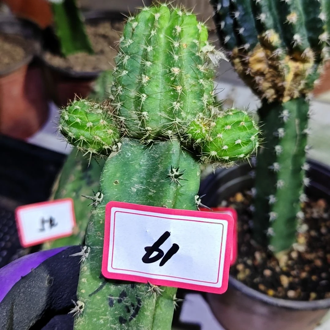 小***猪丽花火焰秀普嫁接61福