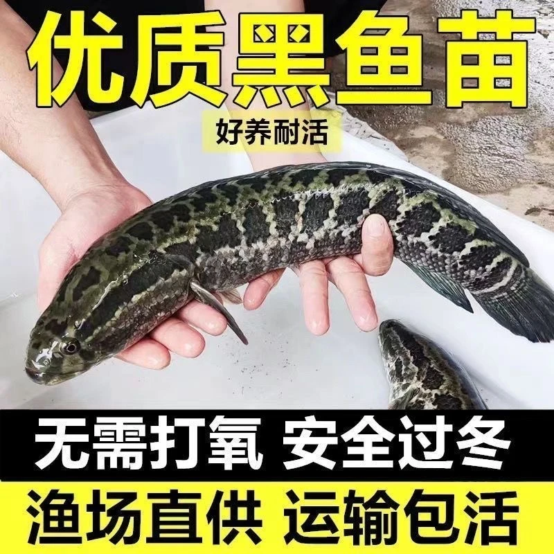 黑鱼乌鱼财鱼淡水鱼塘养殖【正品发货】包邮包活