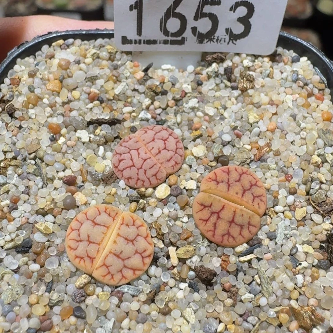？***Ssss精品生石花1653