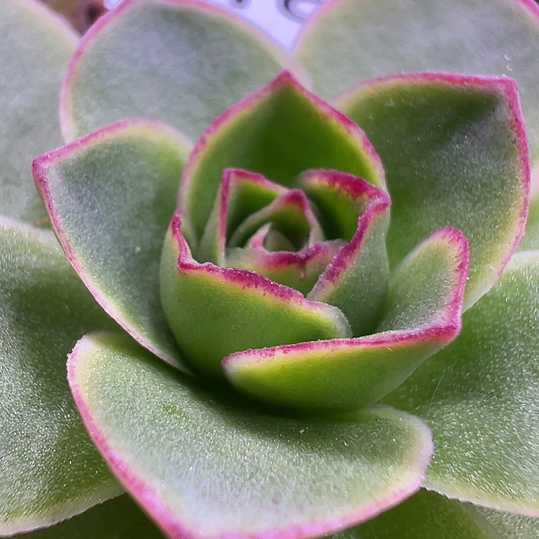 ****来糖糖苗苗622 九天娇龙福利