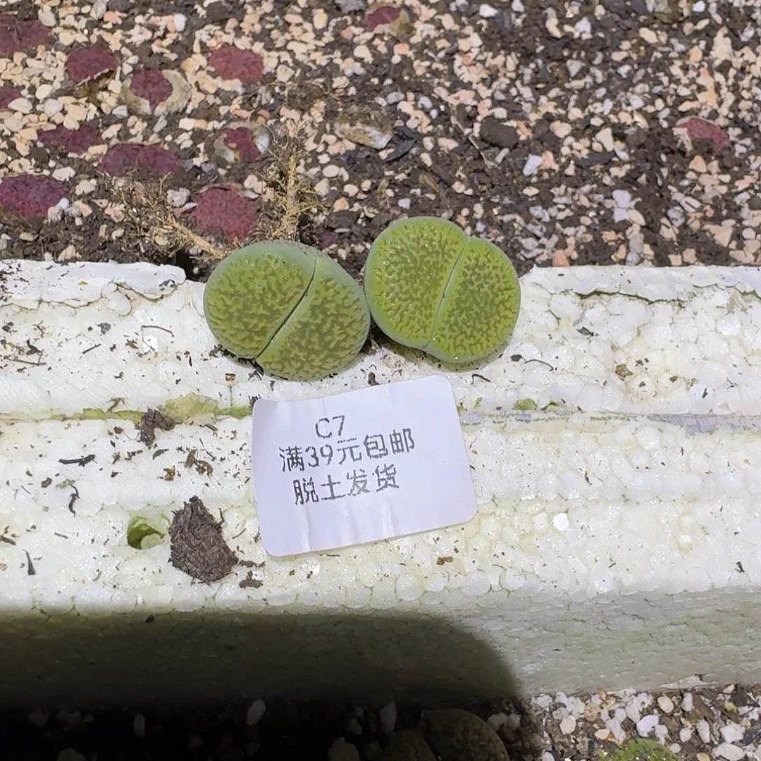 会***兜7哈哈哈哈哈哈哈哈