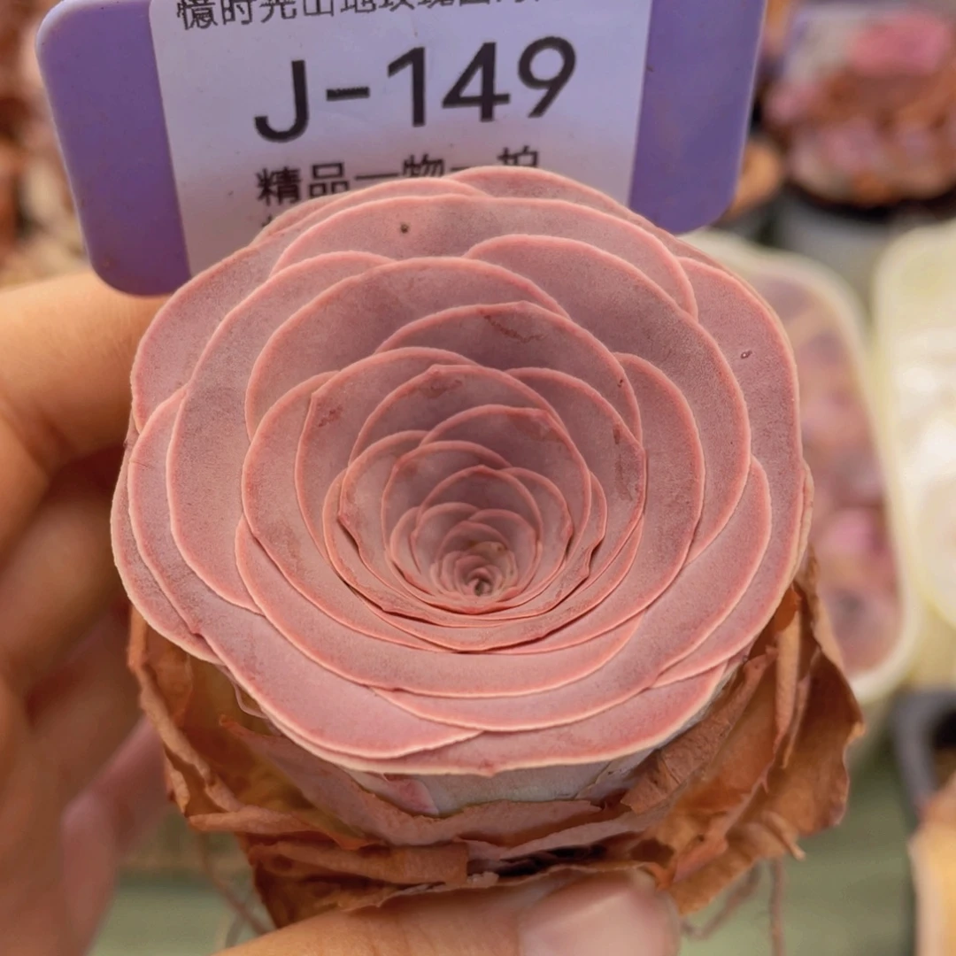 山地玫瑰J149满38包邮裸根发货