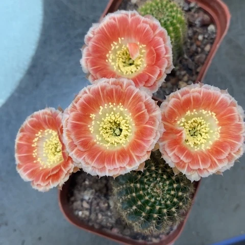 开花漂亮好看美丽