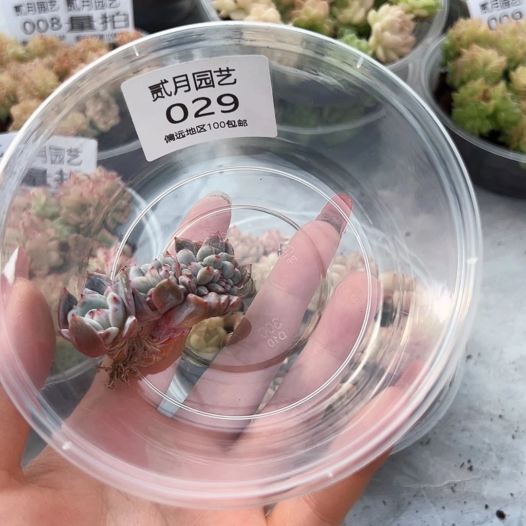 多****富贰月园艺一物一拍029