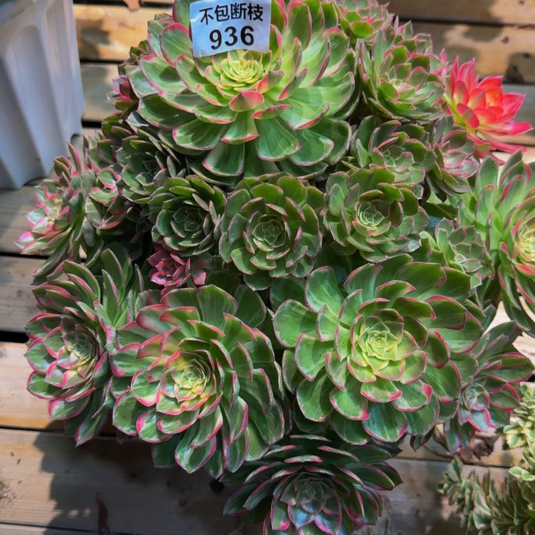 二***姨936多肉植物法师号