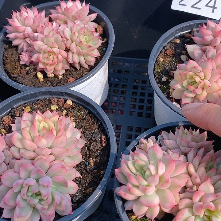 224 多肉植物盆栽花卉植物