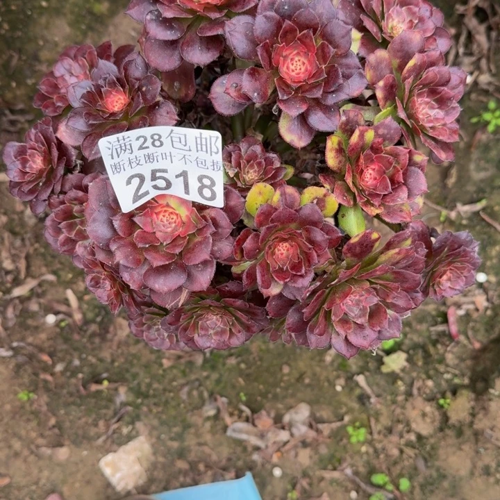 2518烟花多肉植物