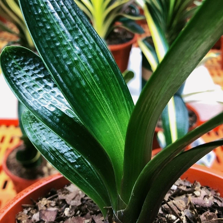 【闪购商品】完全开放海**空