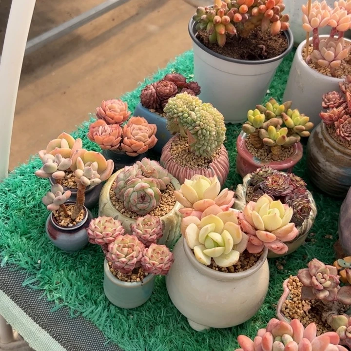 j*n多肉植物组合盆栽