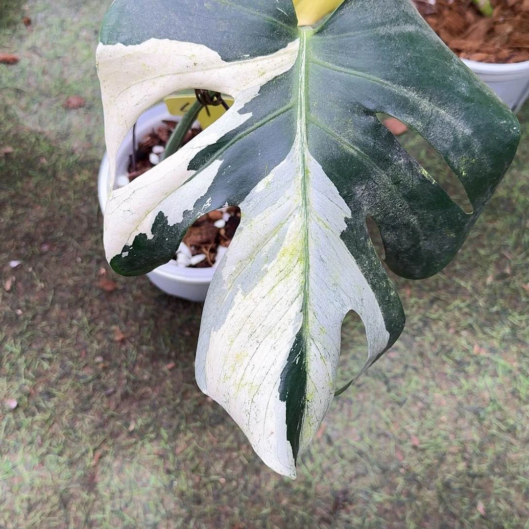 无花朵广****）短茎白薄荷S1