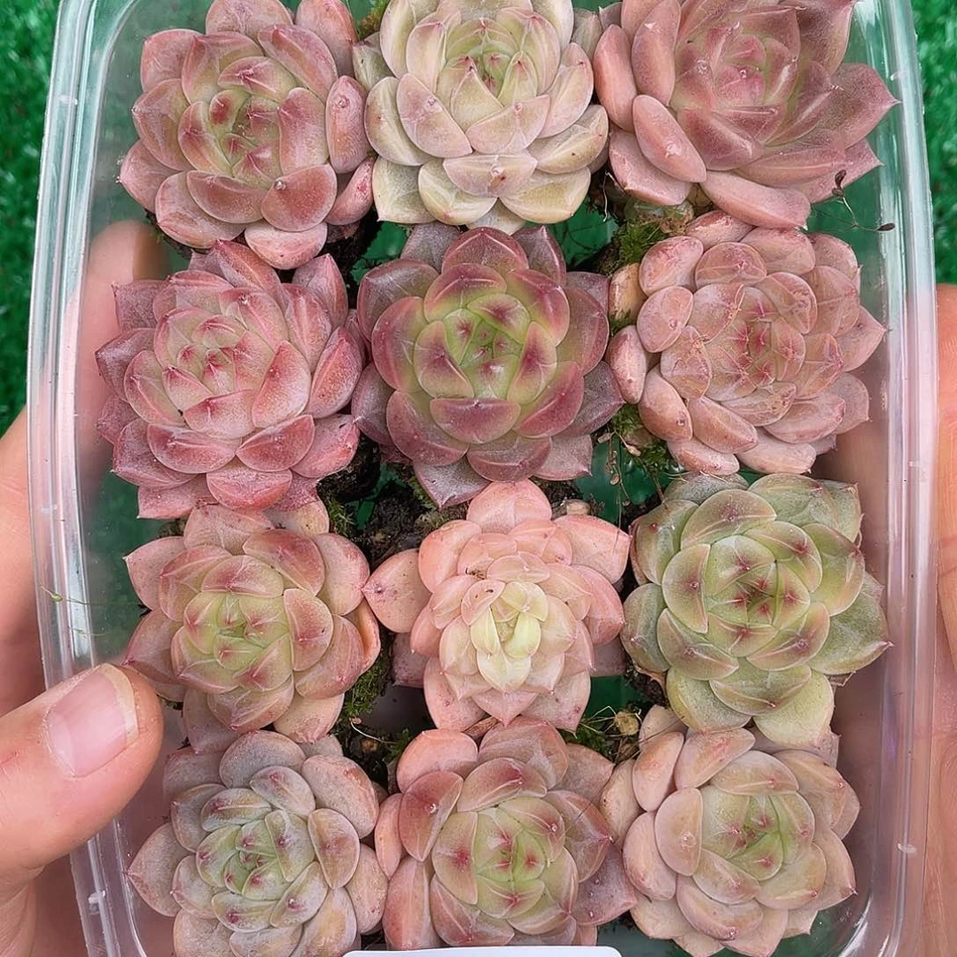 多肉一物一拍28-94