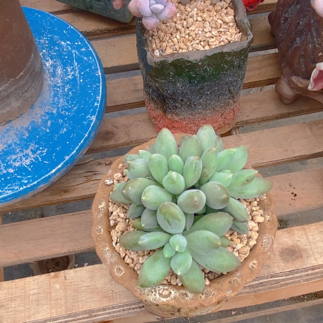 烟***灰多肉植物肉肉植物