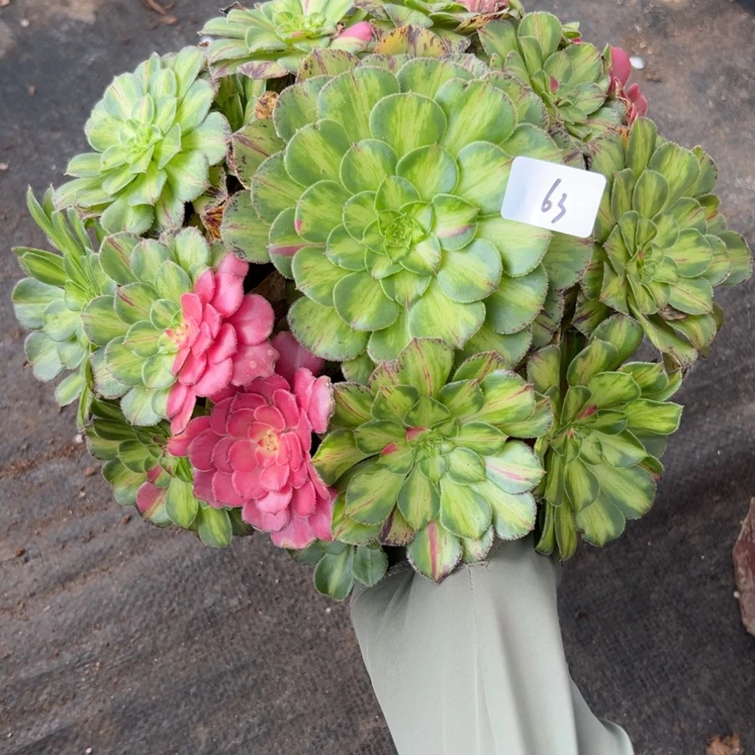 63知否多肉植物系