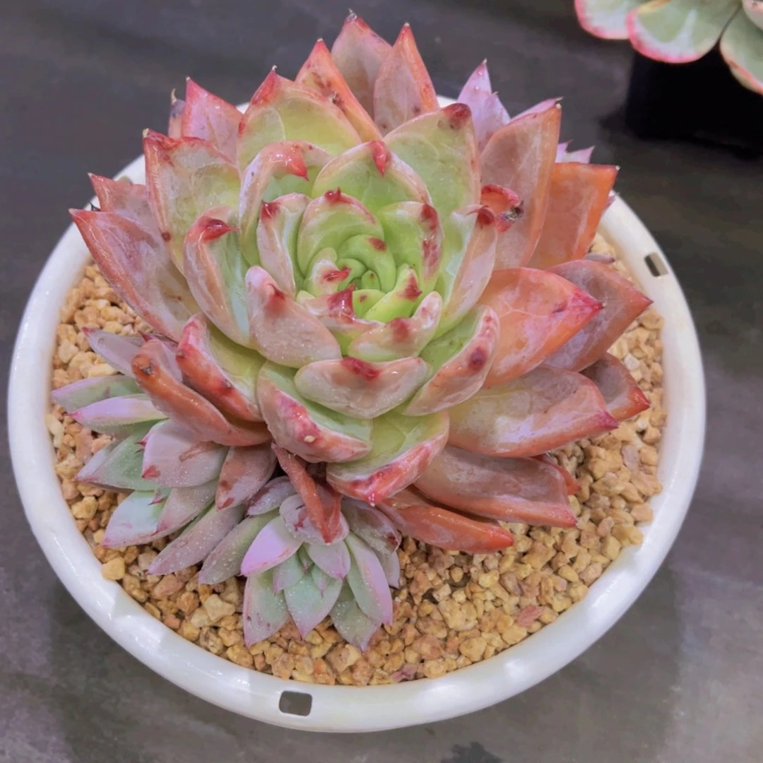 可****渴祖母绿杂墨西哥巨人，多肉植物