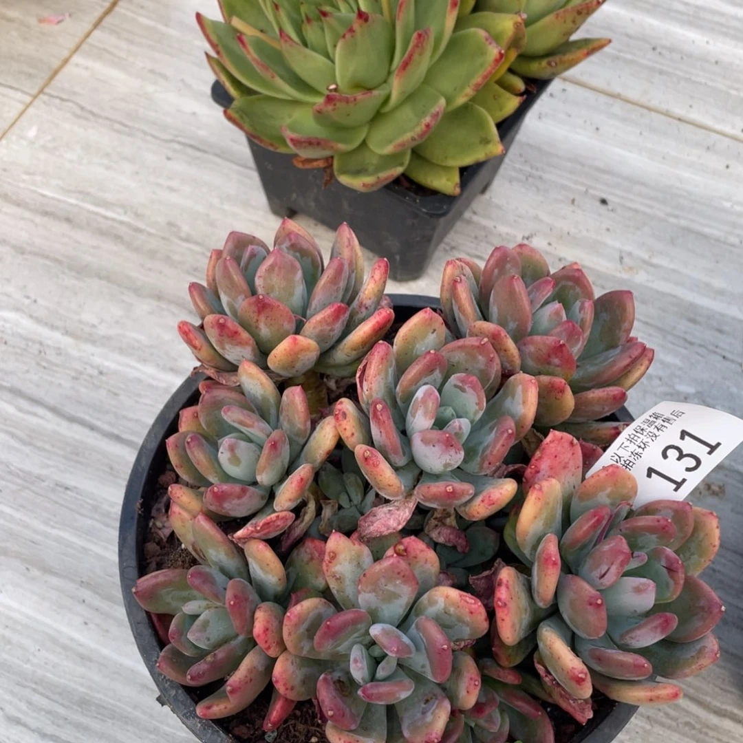 黑大帅多肉131灰姑娘