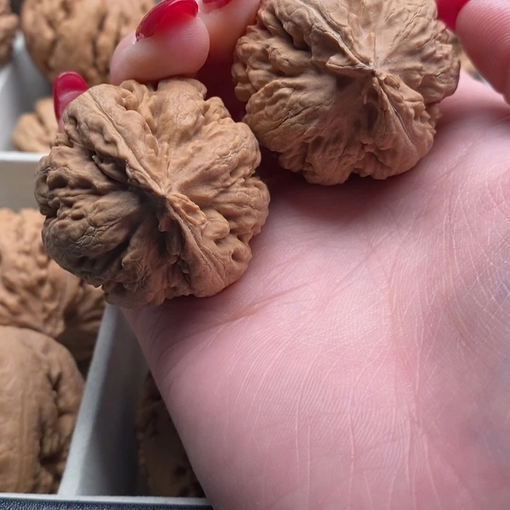 *****霸王龙全品无修一刀没动