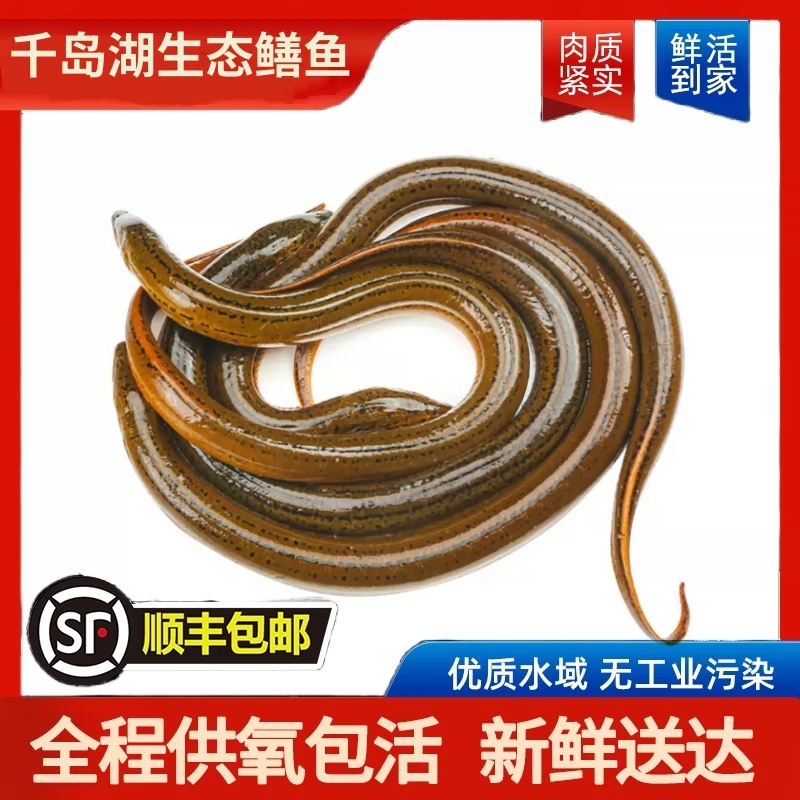 【活鱼-野鳝鱼】千岛湖黄鳝鳝鱼1-3斤装现捕捞活鱼包活顺丰发货