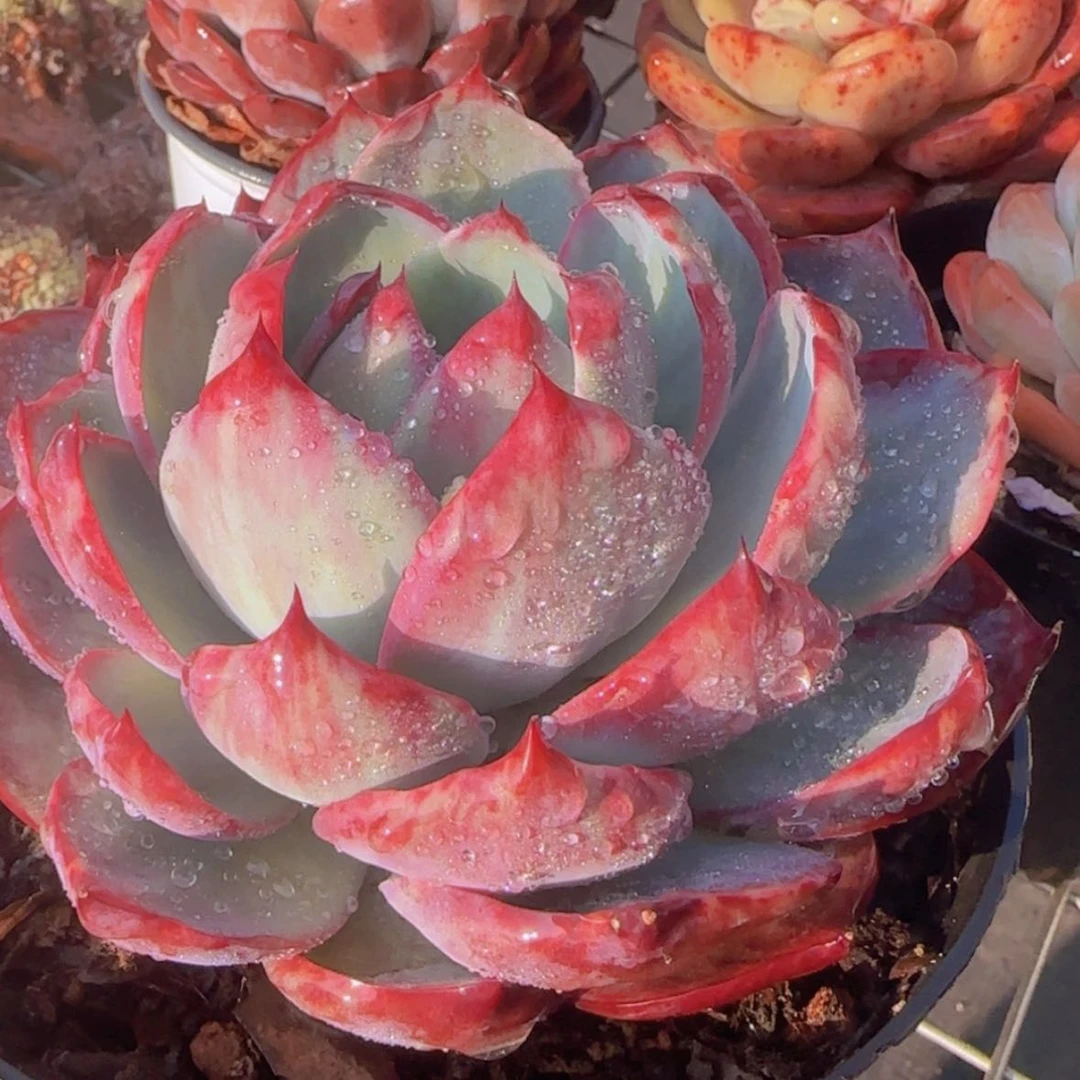 【闪购商品】惊鸿仙子