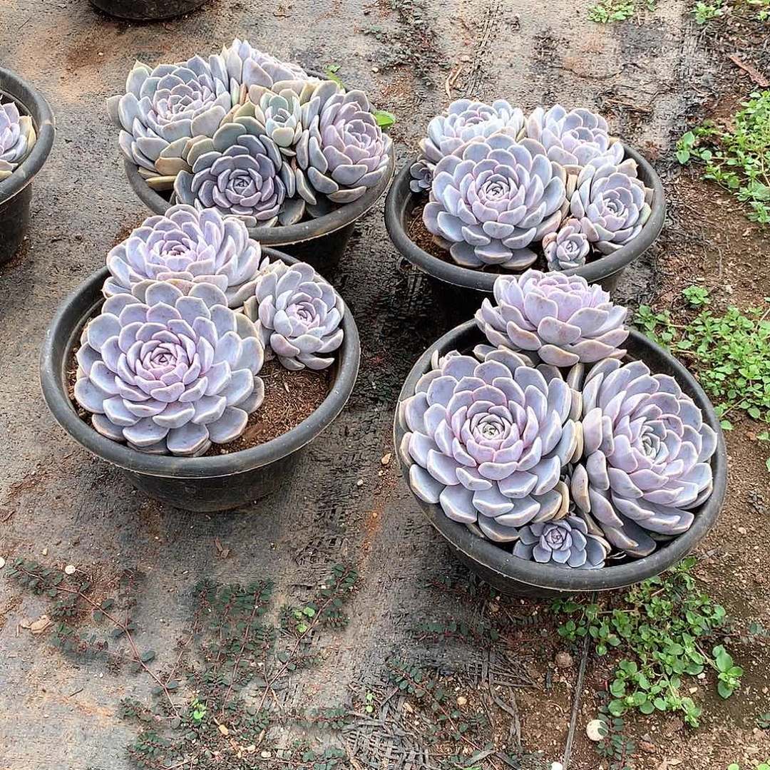 汉堡10.8米 2棵  量拍多肉