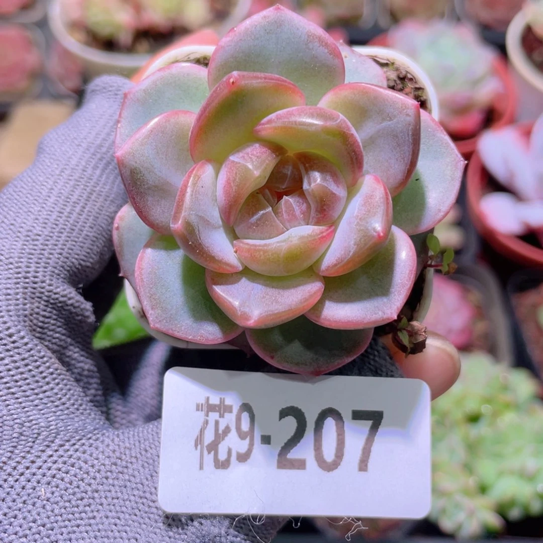 花利美 9-207福利珍妮