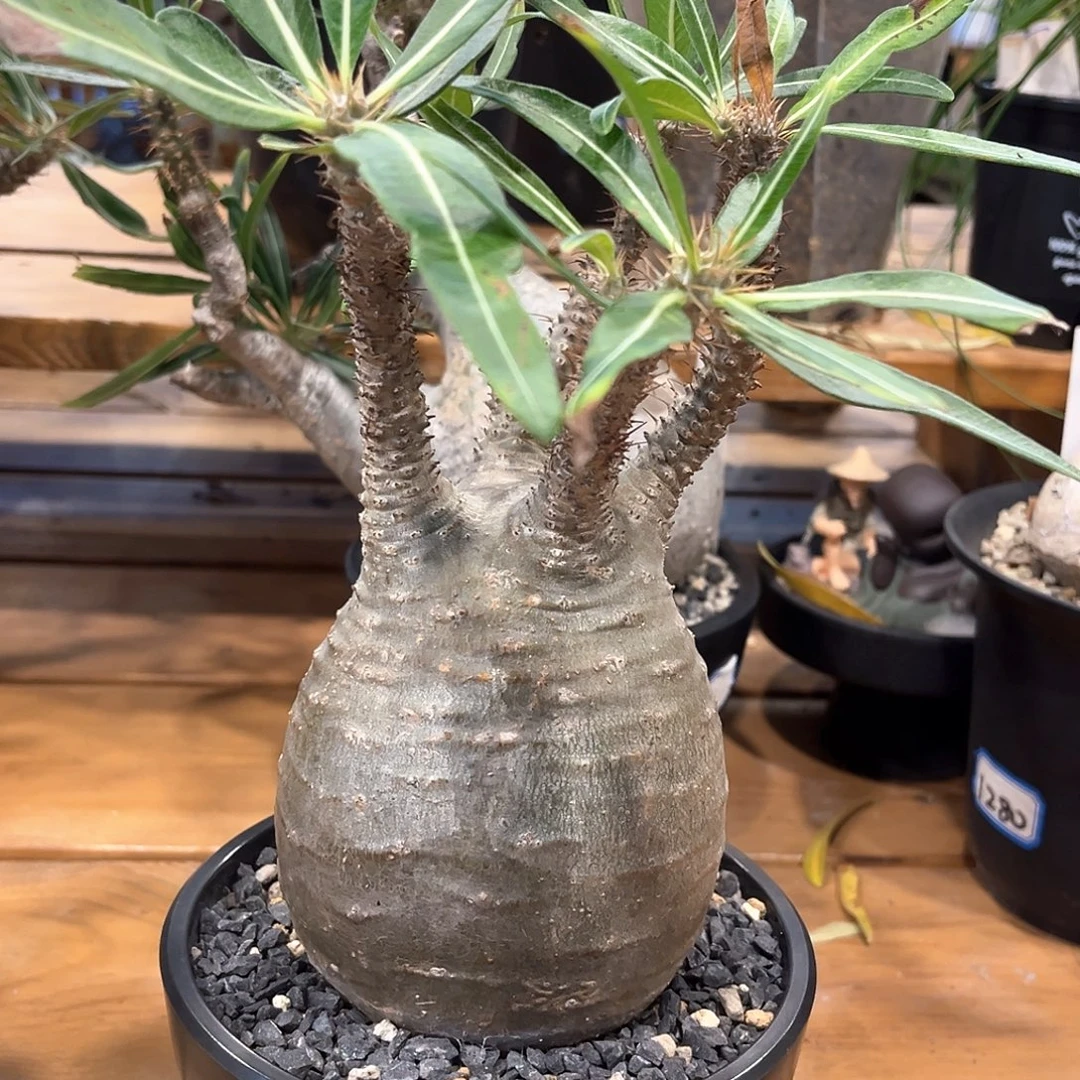 潮流植物象牙宫，10公分圆润