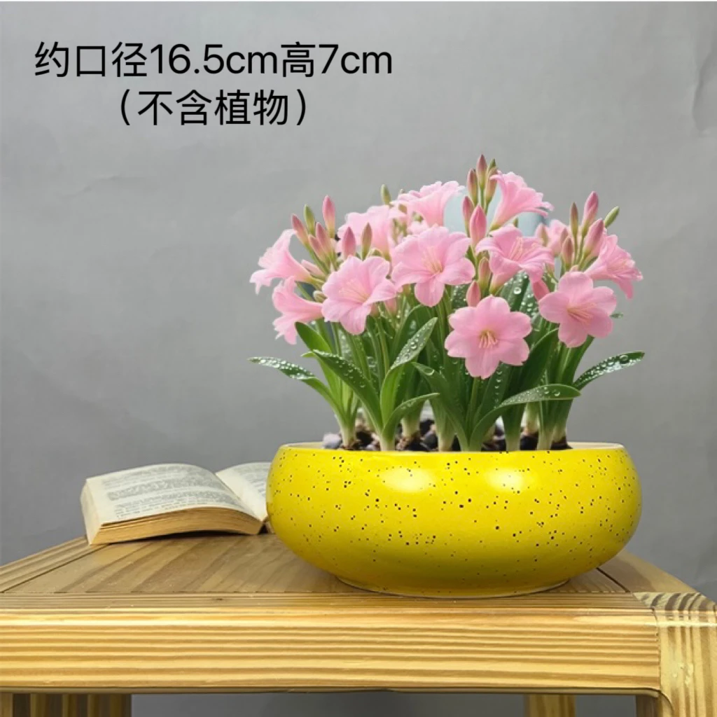 朝梦陶瓷花盆睡莲金钱草水仙花绿植盆水培盆景